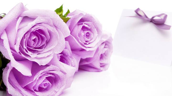 Wet Purple Roses Closeup
